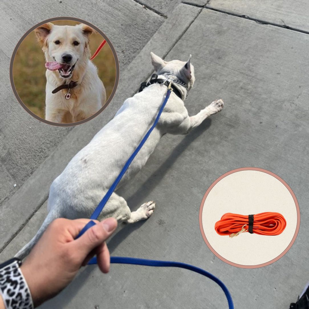 Longe pour chien | TrackTail™ - Annie - Mo