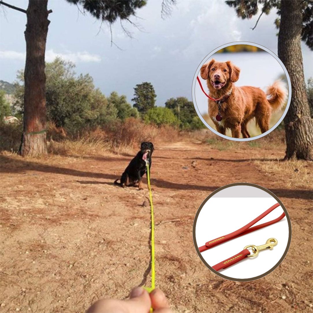 Longe pour chien | TrackTail™ - Annie - Mo