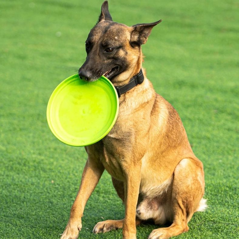 Malinois assis tenant son frisbee chien prêt à jouer