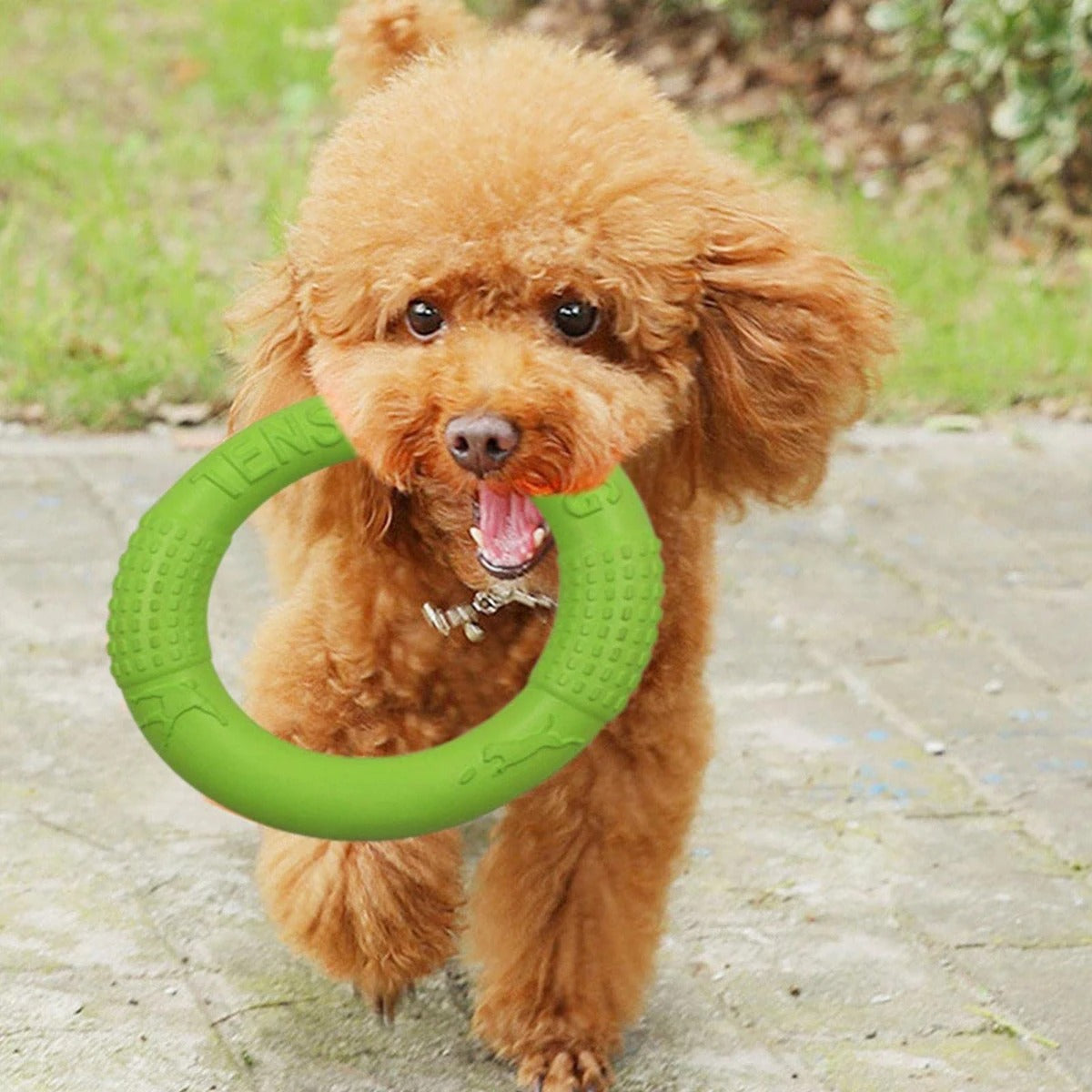 Petit caniche transportant un jouet pour chien dans sa gueule