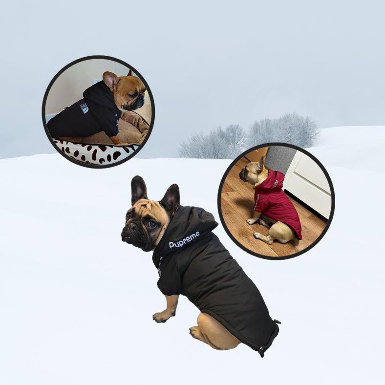 Petit chien en promenade avec manteau chien chaud