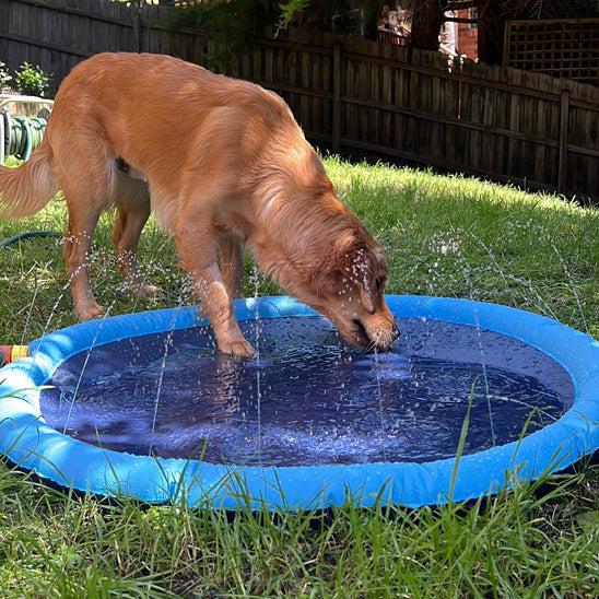 piscine pour chien anti derapante et securisee