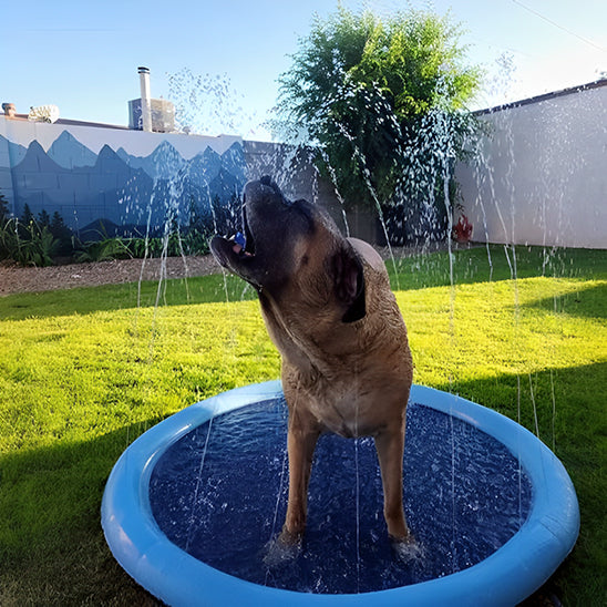 piscine pour chien pour rafraichir les journees chaudes
