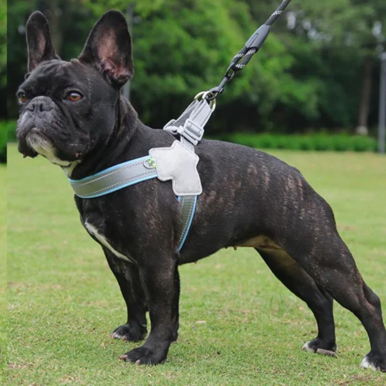 promenade en toute liberté avec harnais anti traction pour chien bleu