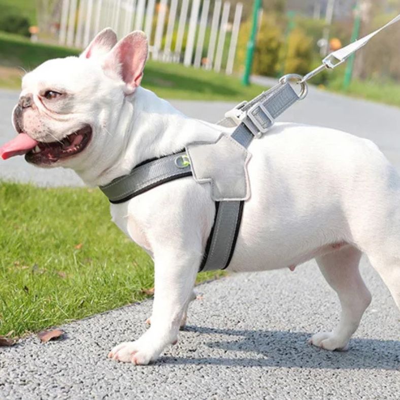 promenade sereine d’un bouledogue avec harnais anti traction pour chien gris