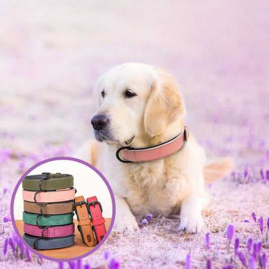 Collier chien cuir | CraftedPup™