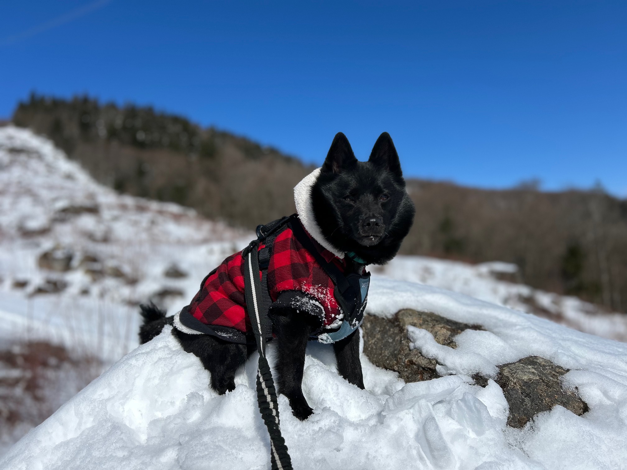 Guide complet : comment choisir le manteau idéal pour son chien