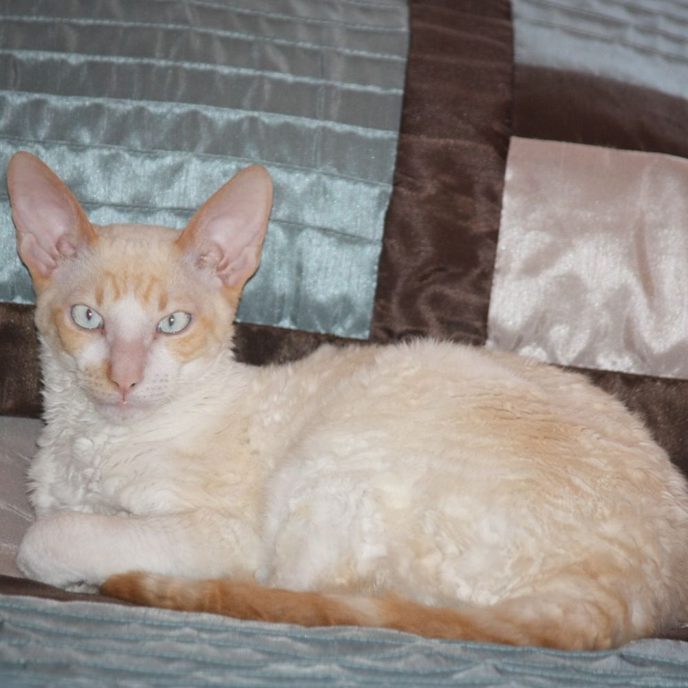 Jack Frost, chat Rex Cornish au pelage crème ondulé, couché sur un lit.