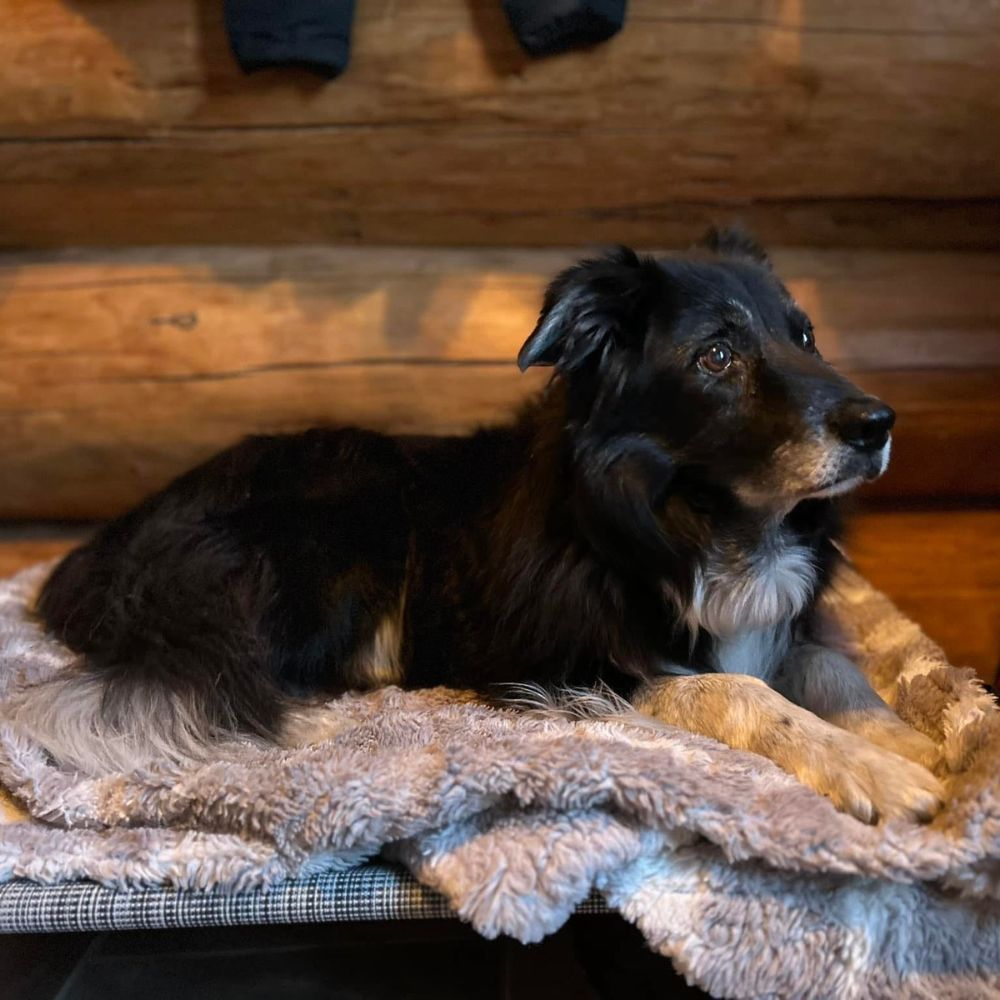 Looki, Border Collie âgé, se repose dans son lit, éclairé par la lumière naturelle à Stoneham.