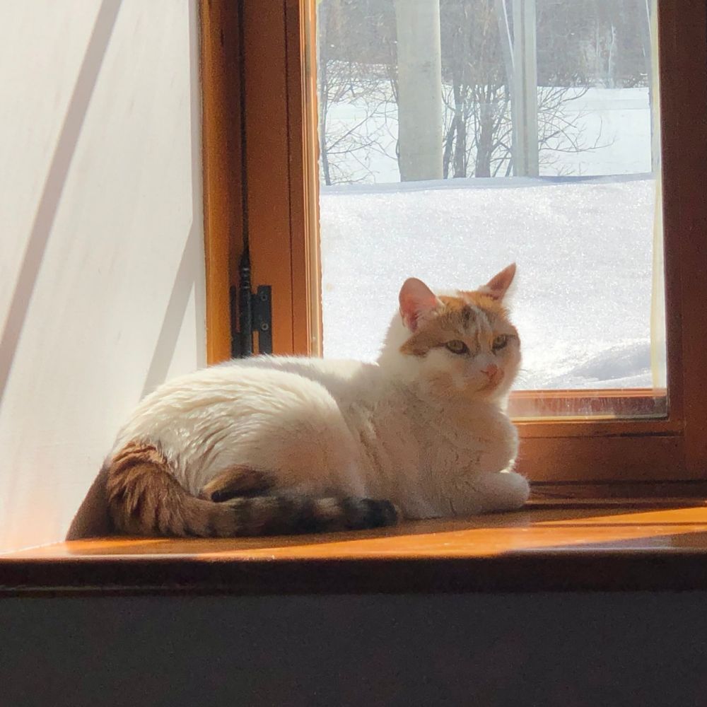 Maya, chatte au pelage crème et roux, couchée sur une tablette de fenêtre, profitant de la lumière naturelle.