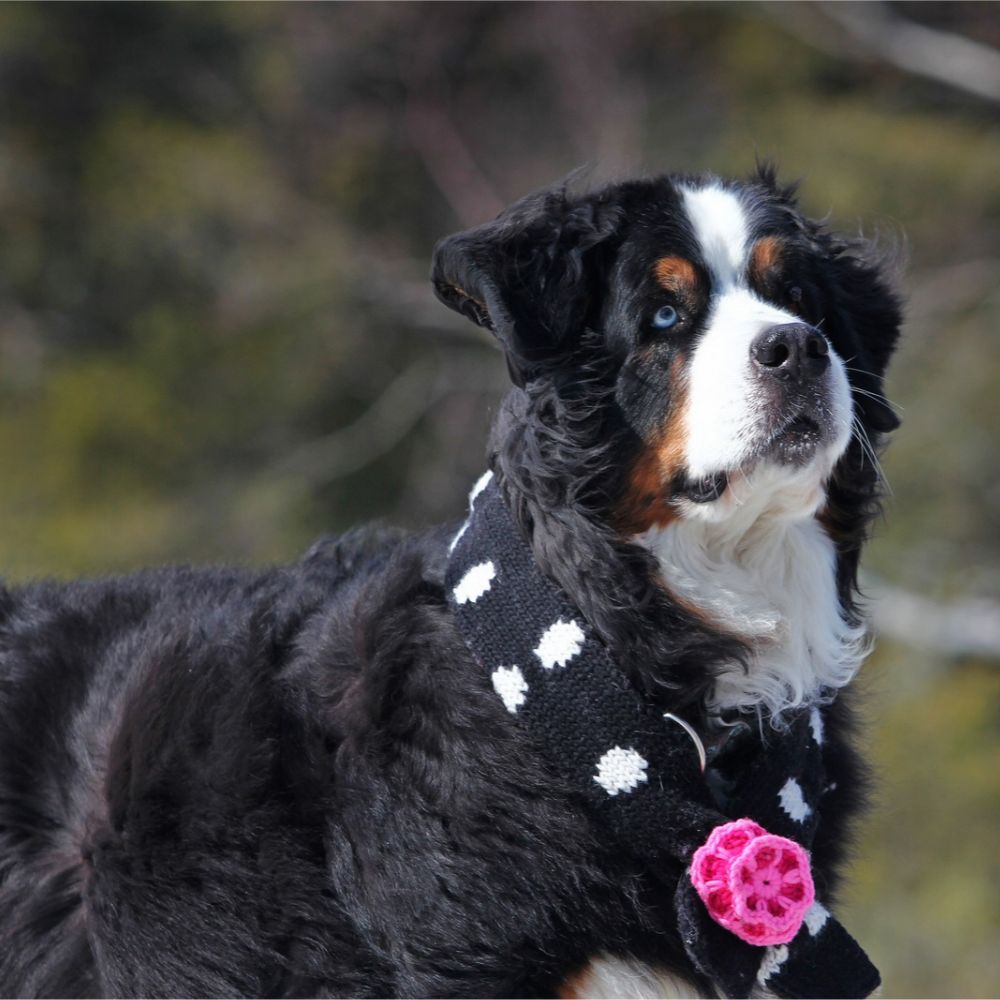 Opale, une Bouvier bernois, porte une écharpe d'hiver à l'extérieur.