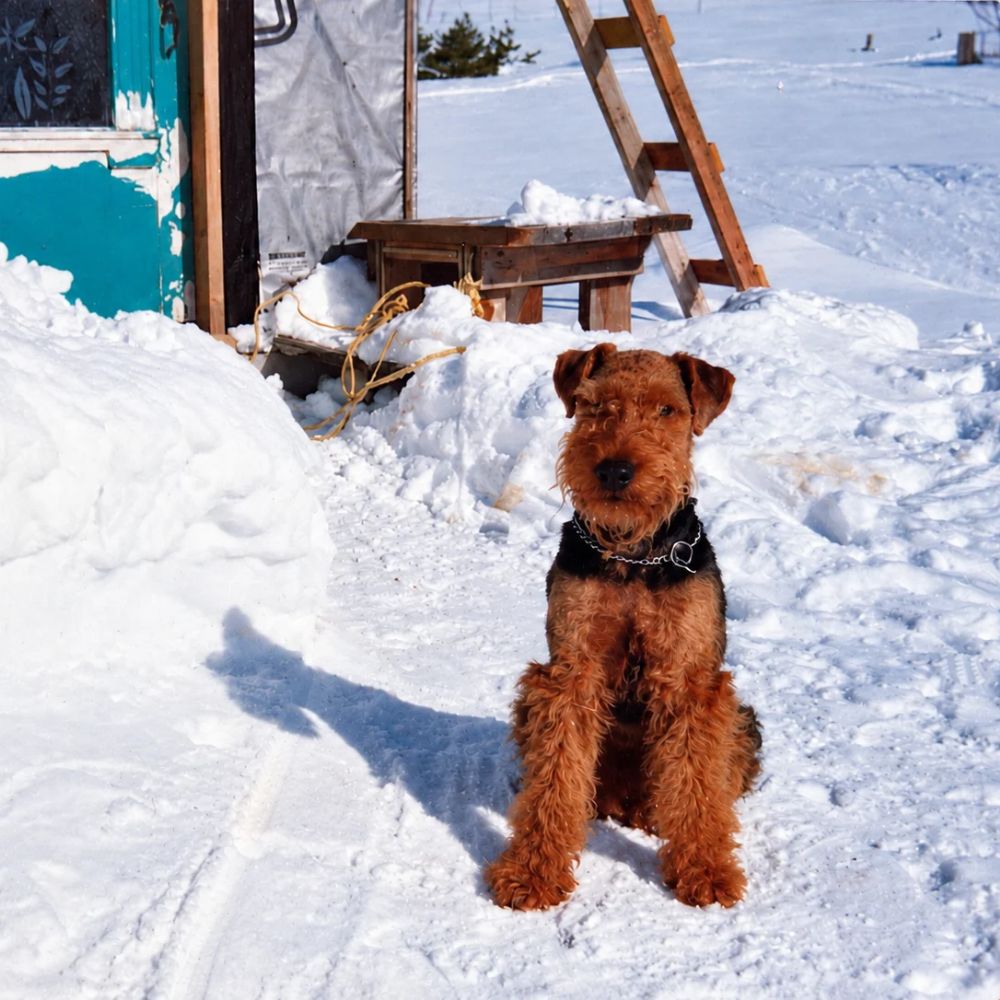 Galy, un welsh terrier assis dans la neige devant une porte turquoise.
