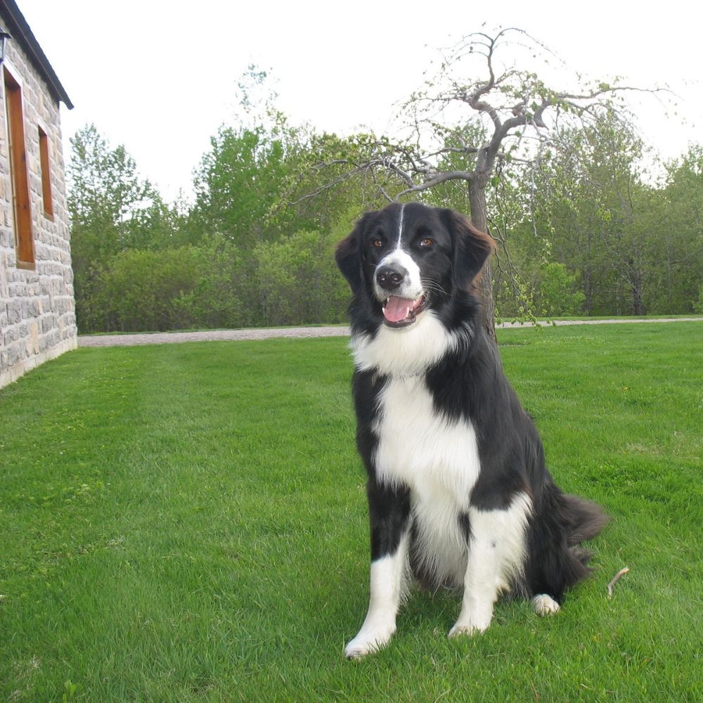 Watson, chien croisé Border Collie et Berger australien, assis sur une pelouse verte