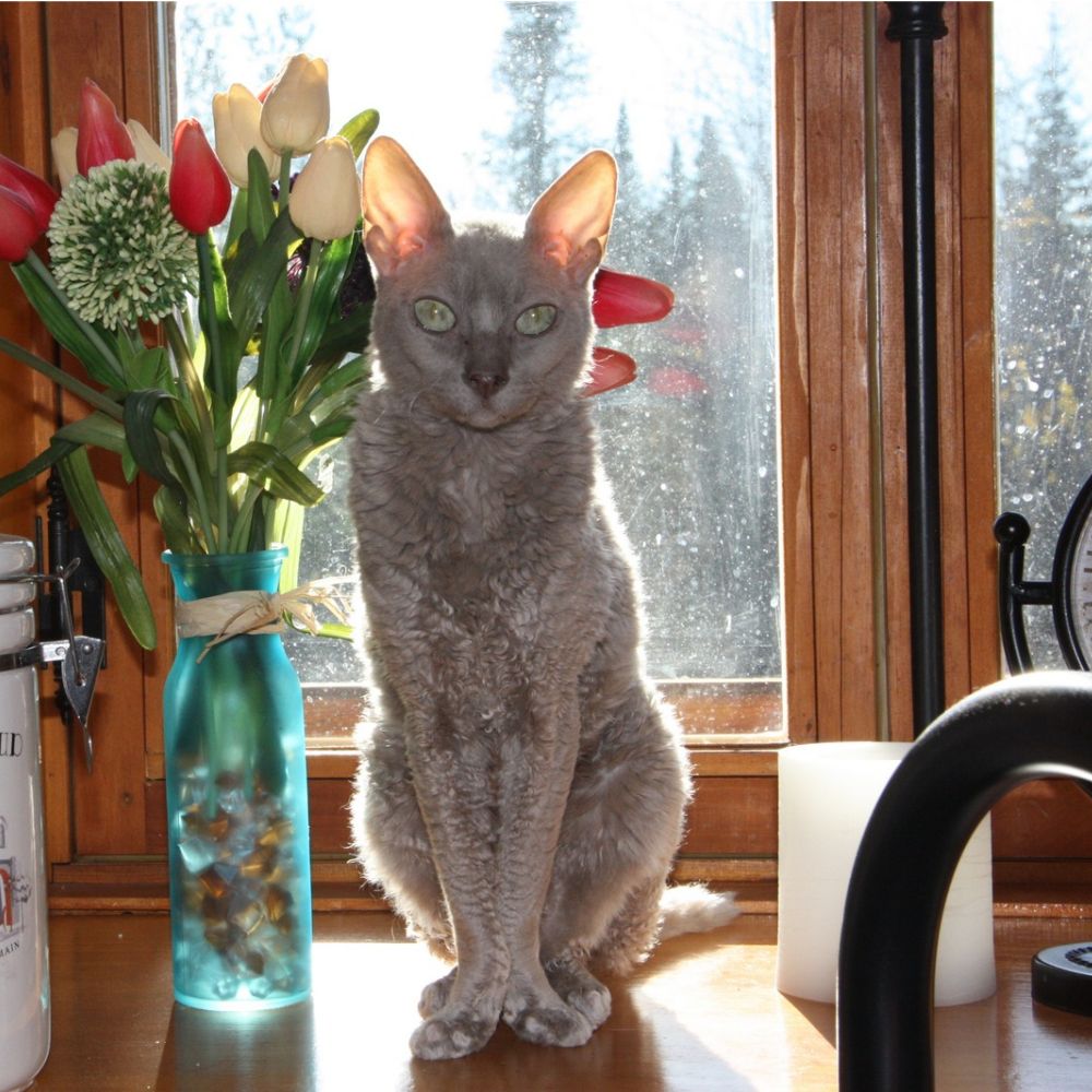 Zena, chatte Rex Cornish au pelage gris ondulé, assise devant une fenêtre près d'un bouquet de tulipes.